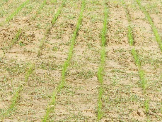 关岭人从最基础的“封、造、抚、改”开始