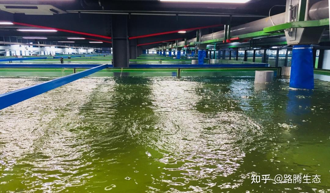 强化巢湖蓝藻水华监测预警